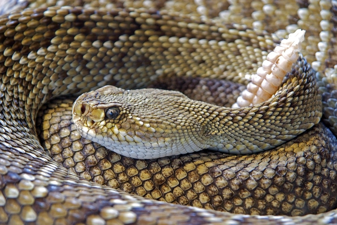 Reptiland : Parc reptile dans le Lot à Martel