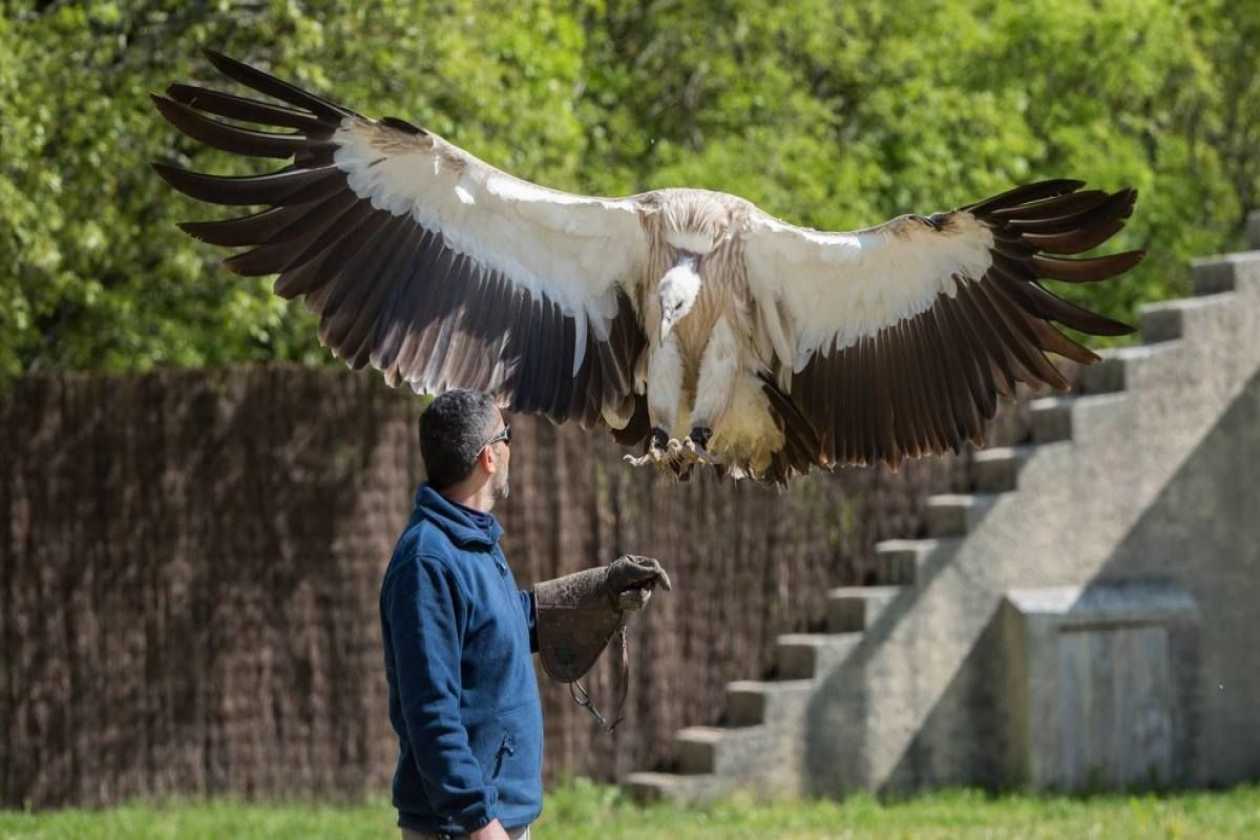 Ecoparc du Rocher des Aigles : Rocamadour