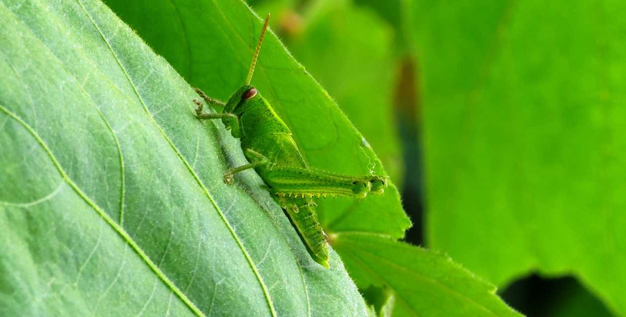 Insectopia de Padirac