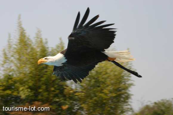 Ecoparc du Rocher des Aigles : Rocamadour